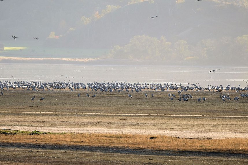 Kranichrast und Menschenauflauf