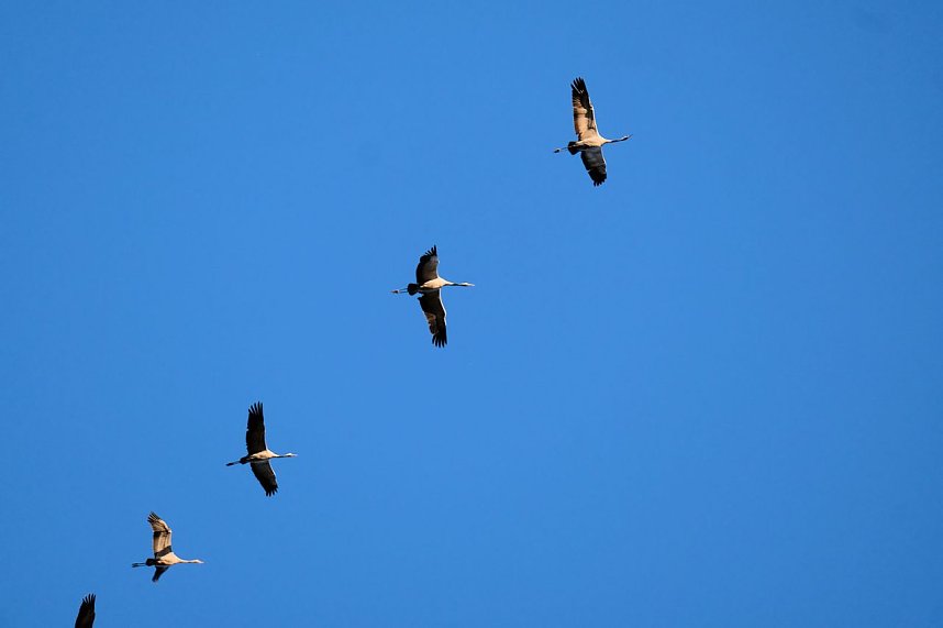 Kranichrast und Menschenauflauf