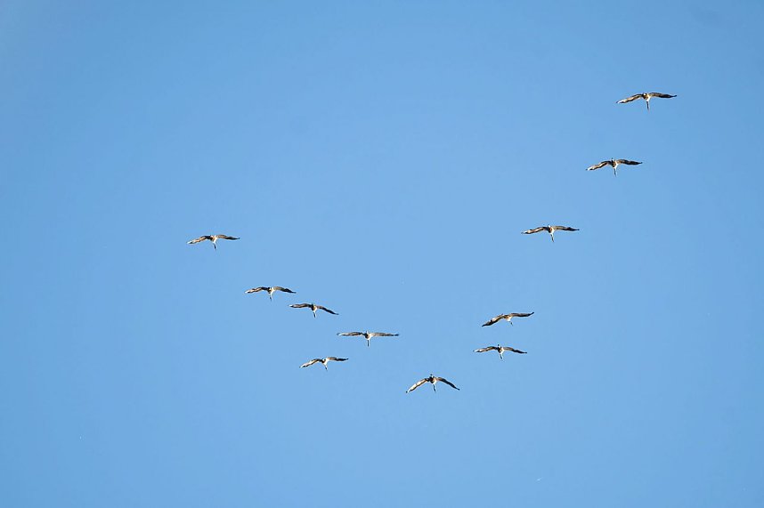 Kranichrast und Menschenauflauf