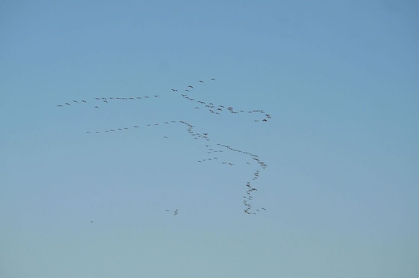 Kranichrast und Menschenauflauf