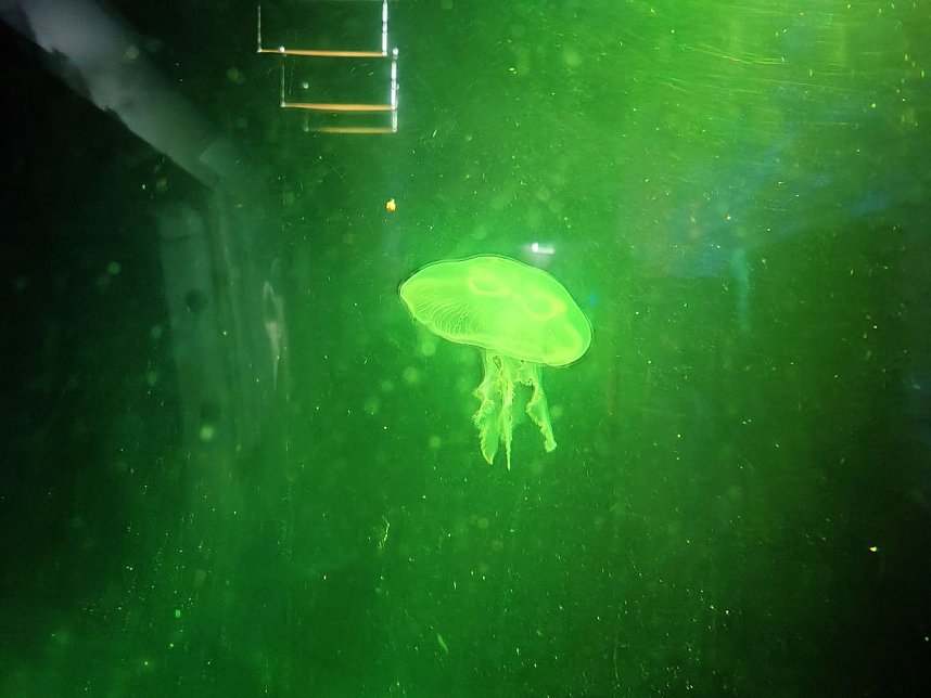 Jahreswechsel in der deutschen Hauptstadt