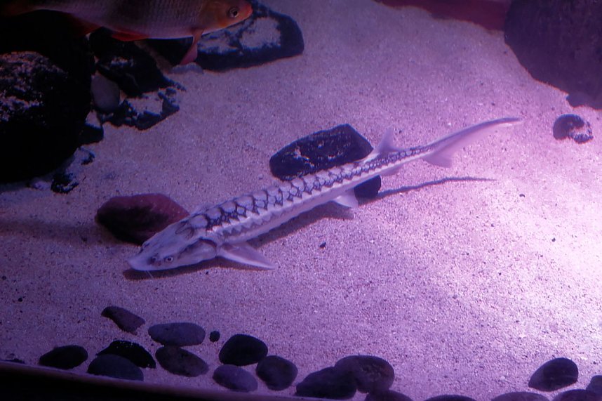 Jahreswechsel in der deutschen Hauptstadt