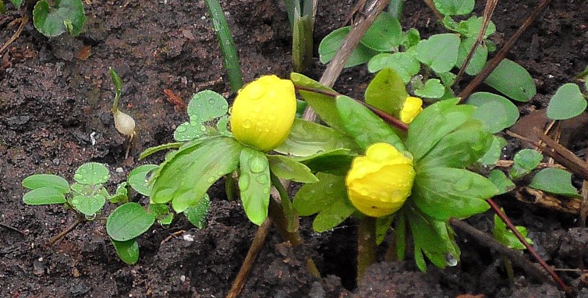 Erste Fr&uuml;hlingsboten in Kelbra