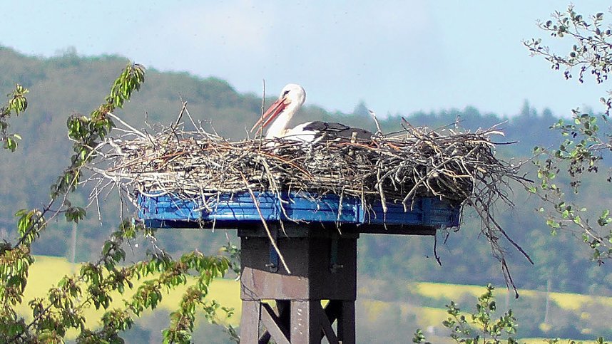 Storchenpaar in Kelbra