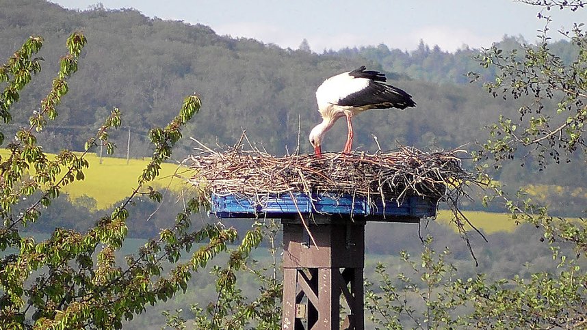 Storchenpaar in Kelbra