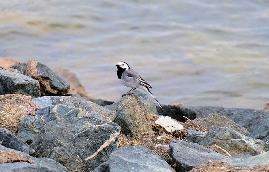 Peter Blei unterwegs am Stausee Kelbra