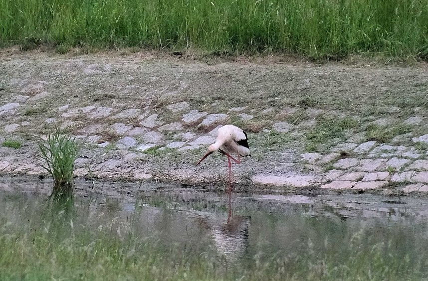 Peter Blei unterwegs am Stausee Kelbra