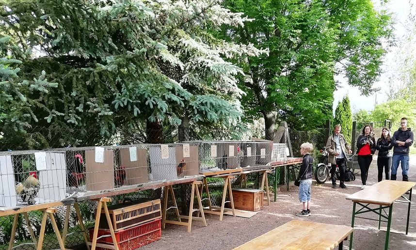 H&auml;hnekr&auml;hen in Etzleben