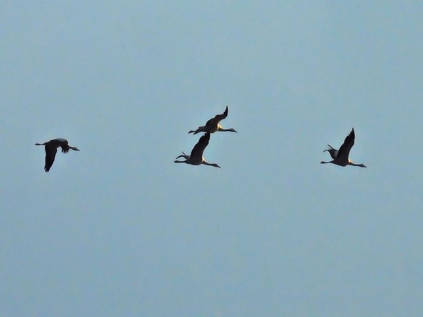 Beobachtungen am Kelbraer Stausee