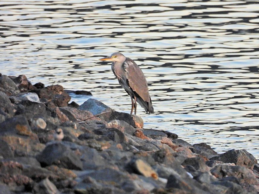 Beobachtungen am Kelbraer Stausee
