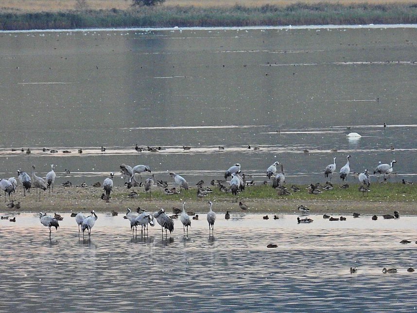 Die Kraniche sind zur&uuml;ck