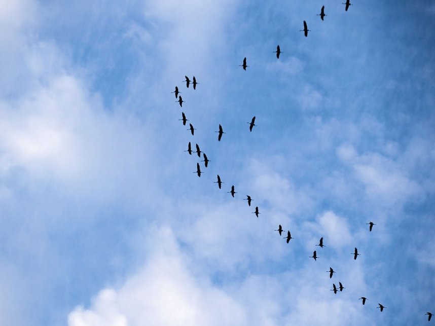 Peter Blei unter Kranichen