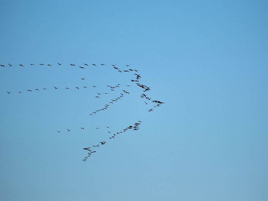 Peter Blei unter Kranichen