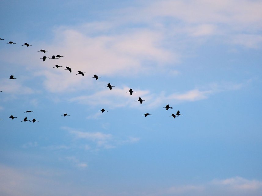 Peter Blei unter Kranichen