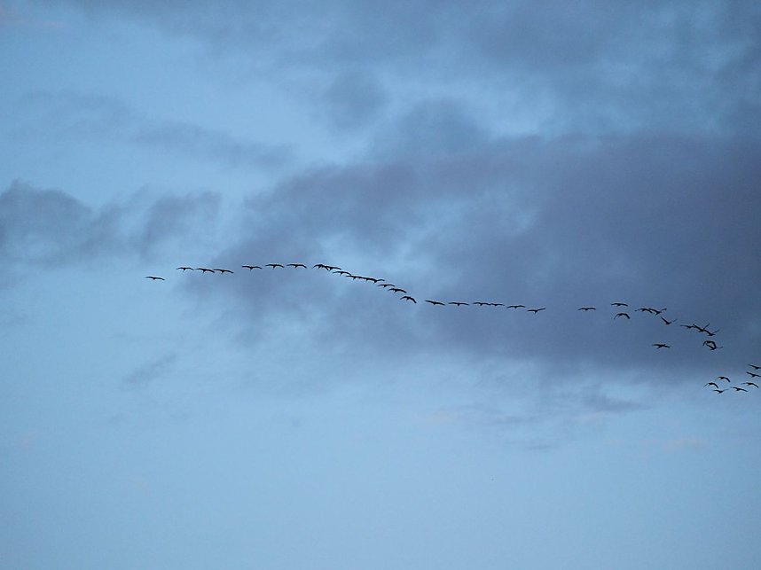 Peter Blei unter Kranichen
