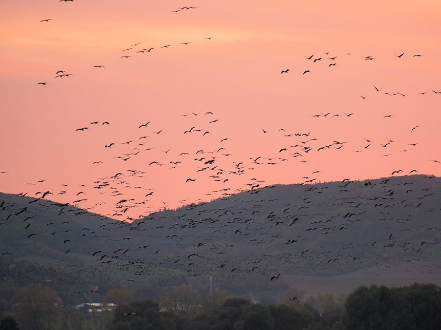 Peter Blei unter Kranichen