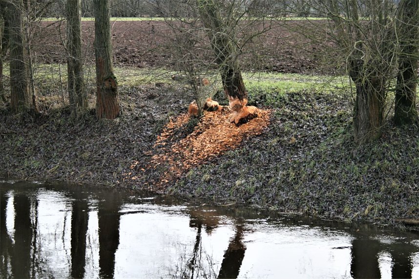 Biberspuren entlang der Helme