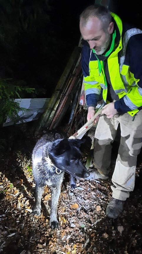 Ausgeb&uuml;chster Hund besch&auml;ftigte gestern 25 Rettungskr&auml;fte