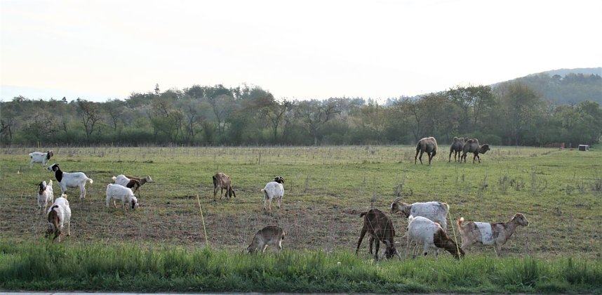 Schnappsch&uuml;sse aus der Goldenen Aue