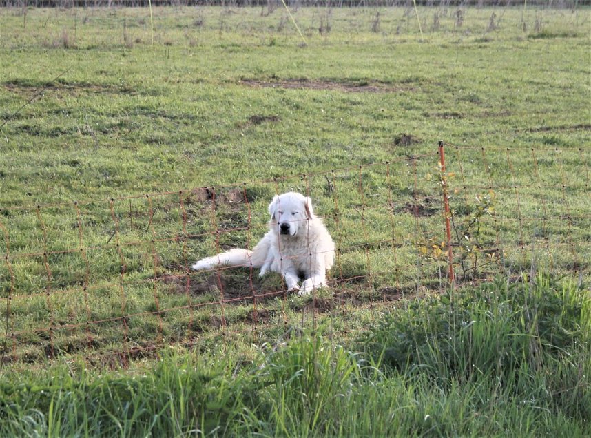 Schnappsch&uuml;sse aus der Goldenen Aue