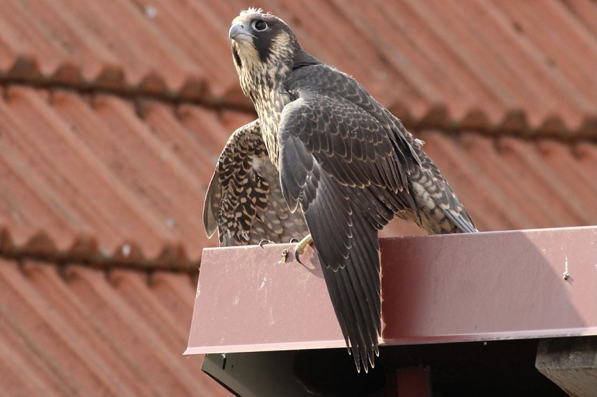 Junger Wanderfalke in Bad Langensalza