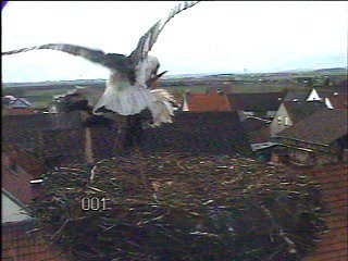 Jetzt sind es zwei St&ouml;rche