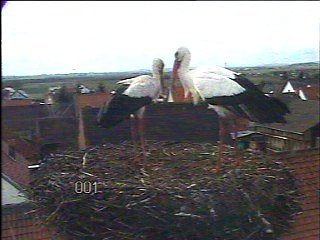 Jetzt sind es zwei St&ouml;rche