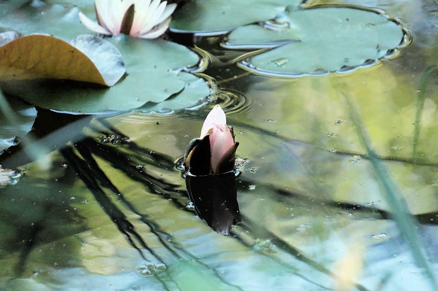 Die Wunder der Natur eingefangen von der Kamera