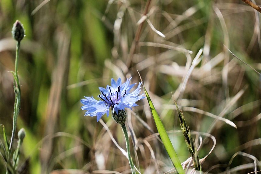 Die Wunder der Natur eingefangen von der Kamera