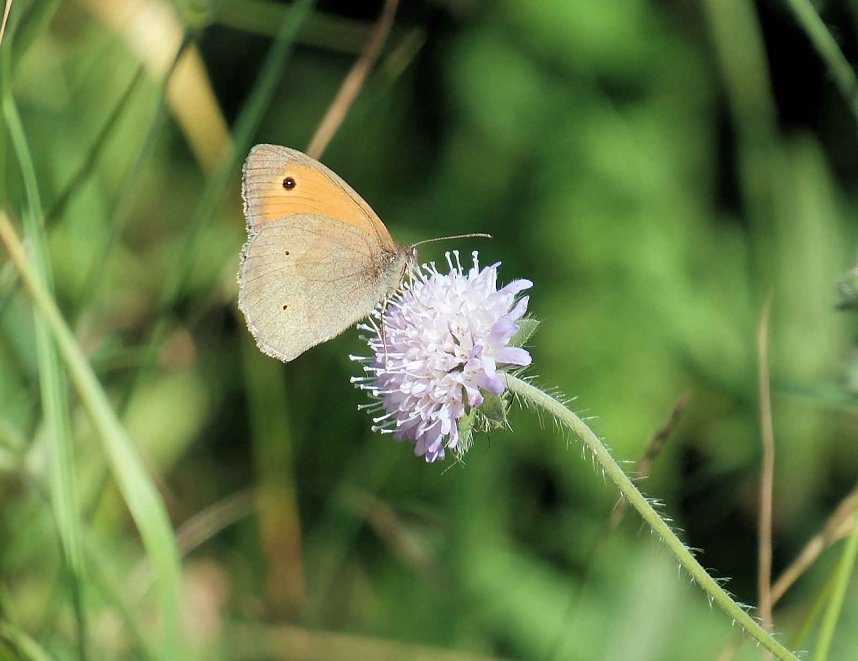 Die Wunder der Natur eingefangen von der Kamera