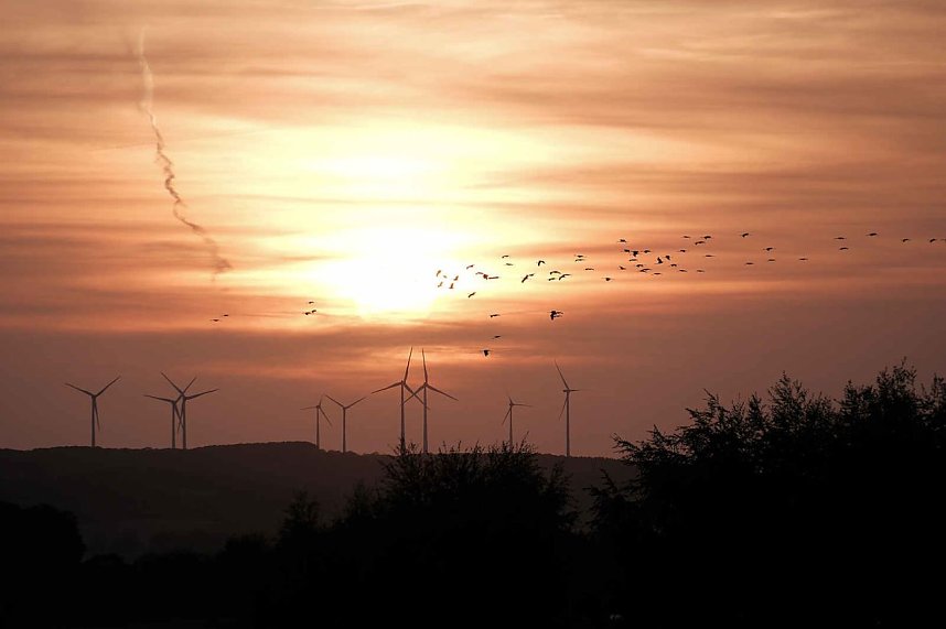 R&uuml;ckkehr der Kraniche