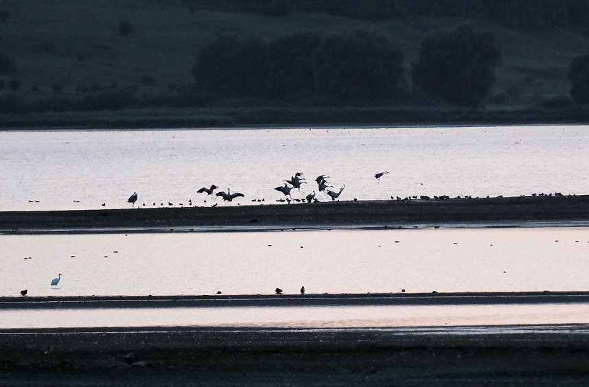 R&uuml;ckkehr der Kraniche