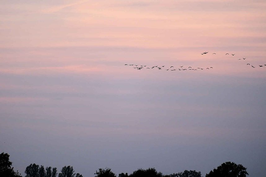 R&uuml;ckkehr der Kraniche