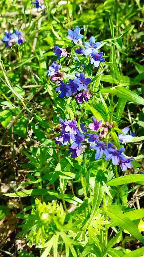 Sch&ouml;nheiten der Natur