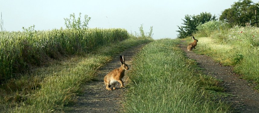 Feldhasen am Sommermorgen