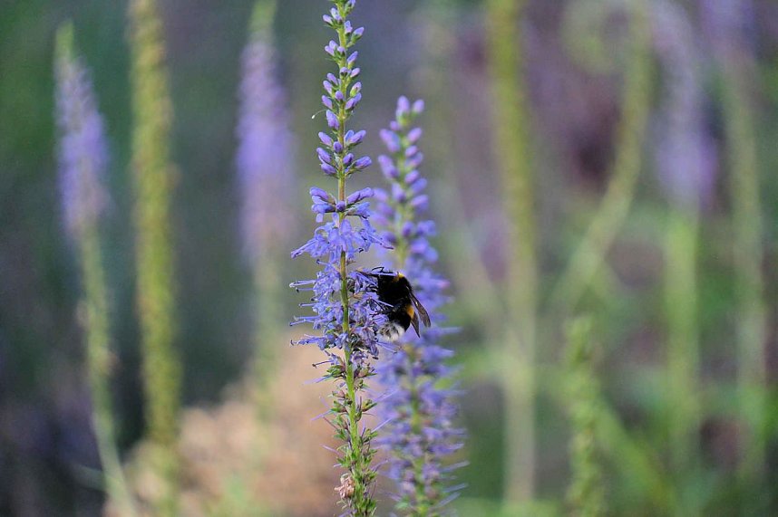 Unterwegs in Wald und Wiese