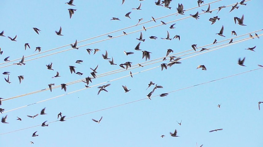 Schwalbenansammlung in Kelbra zum Samstagmorgen
