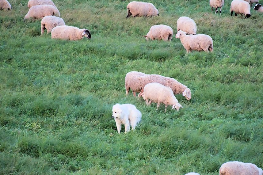 Erster Besuch der Saison