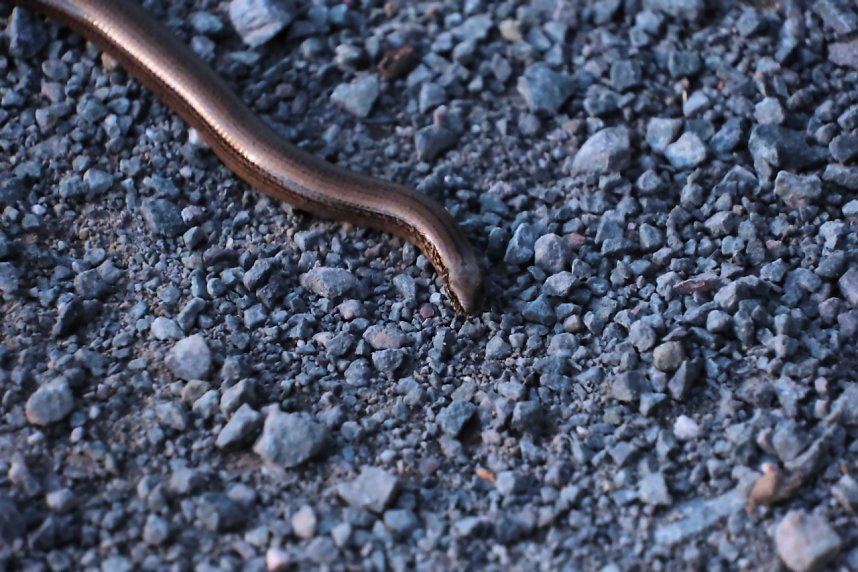 Peter Blei beim Waldspaziergang