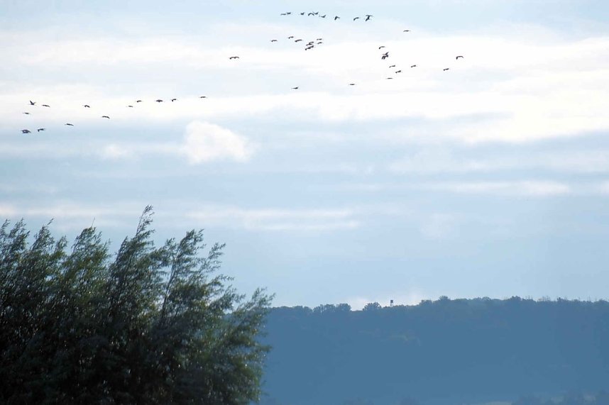 Kranichrast im S&uuml;dharz