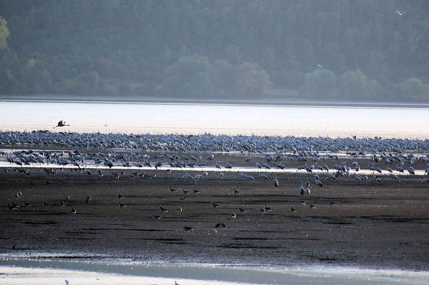 Kranichrast am Stausee