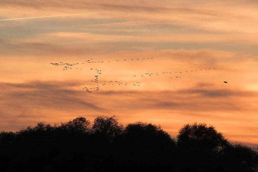 Kranichrast am Stausee