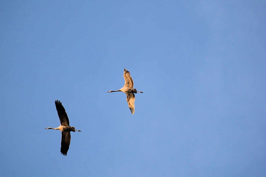 Vogelparadies am Stausee Kelbra