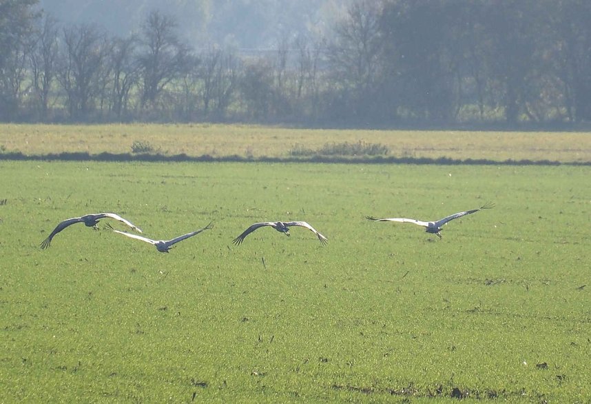 Vogelparadies am Stausee Kelbra