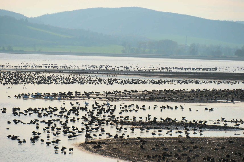 Vogelparadies am Stausee Kelbra