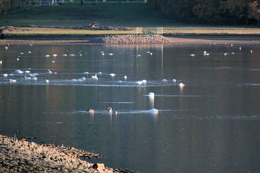 Vogelparadies am Stausee Kelbra