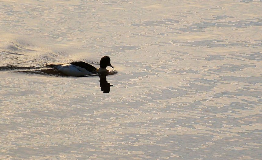 Vogelparadies am Stausee Kelbra