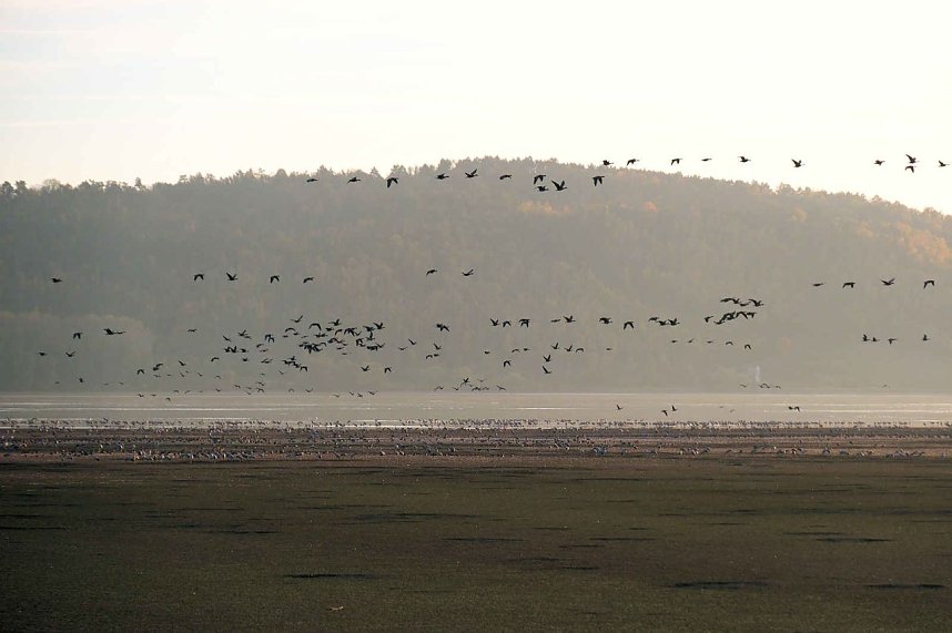 Vogelparadies am Stausee Kelbra