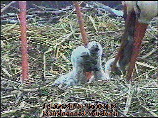 Die Vierte ist da...