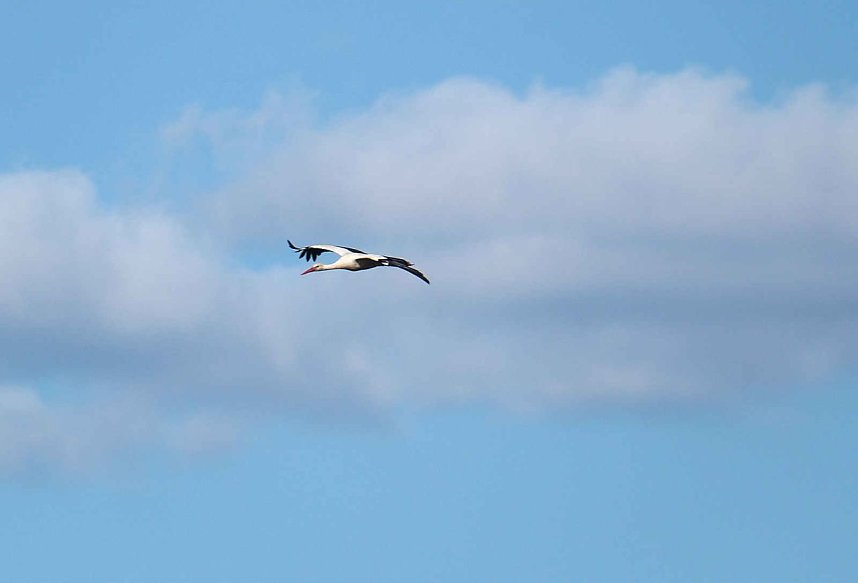 Storch und Co. am Stausee Kelbra